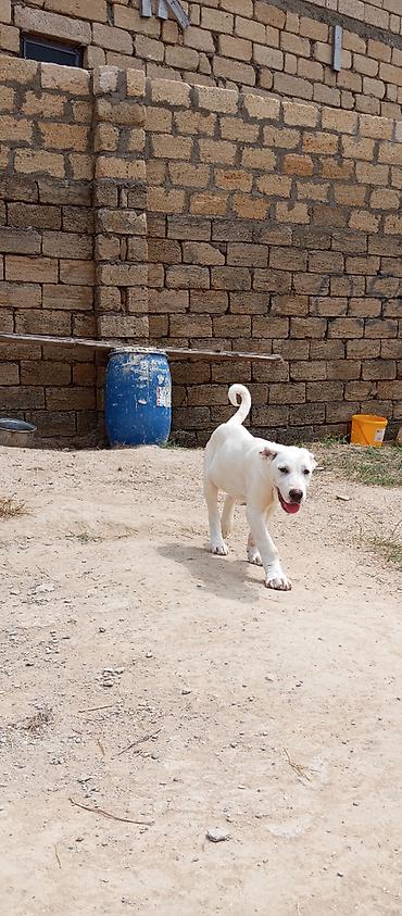 İtlər: Alabay, 4 ay, Erkək, Peyvəndli, Ünvandan götürmə — 5
