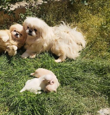 it alqi satqisi: Pekines, 1 il, Erkek, Cütləşmə üçün