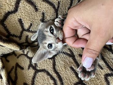 ищу котят: Абиссинские котята (окрас блю/голубой) Редкий окрас эклюзивный . С — 8