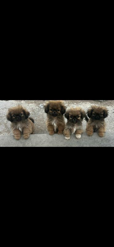 İtlər: Pekines, 2 ay, Erkek, Peyvəndli, Ünvandan götürmə
