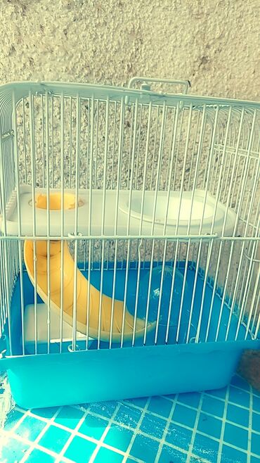 цены на ячмень в кыргызстане: Продаю клетки для хомячков от 500 до 1200 сом. и самих хомячков по 180
