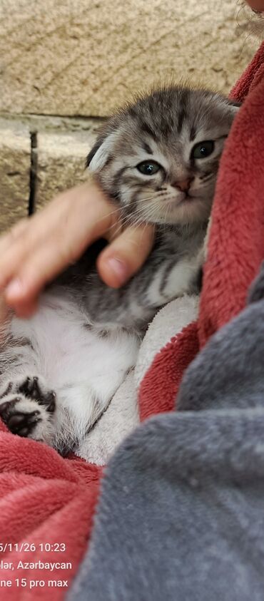 Pişiklər: Şotland yastı qulaq — 18