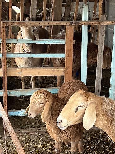 Баран, овца: Продаю | Овца (самка) | Арашан | Для разведения | Матка — 8