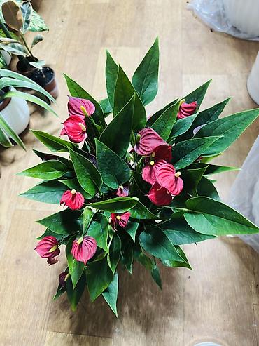 Антуриум (Anthurium) с красными прицветниками - Компактный куст с lalafo.kg да Антуриум (Anthurium) с красными прицветниками - Компактный куст с