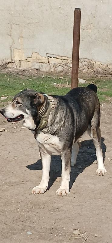 İtlər: Qurdbasar, 2 il, Dişi — 7