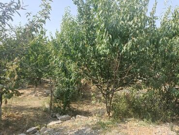 Продажа домов: Дом, 100 м², 5 комнат, Собственник, Косметический ремонт — 12