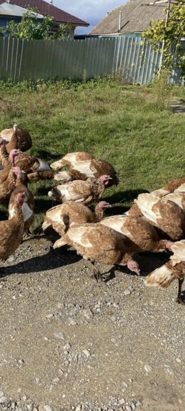 Hinduşkalar: Salam alekum bu hidusqa satandab 5 hidusqa zakaz etmisik pulu atmisiq — 4