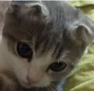 кошка с разными глазами: Кошка даром: Скотиш Страйт (Шотландская прямоухая), Мальчик, Кастрирована, Приучена к лотку, Проглистована