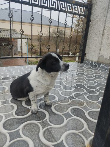 İtlər: Zvonok, 8 ay, Dişi — 9