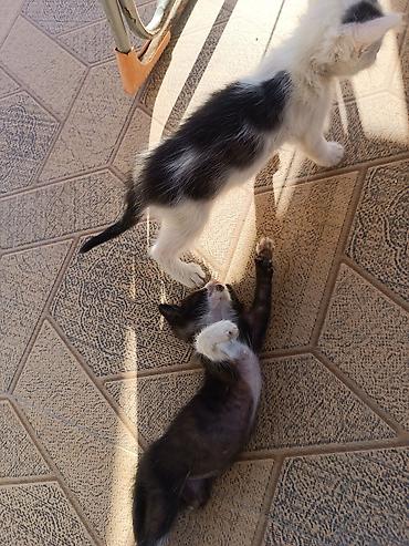 отдам котят: Самец, Самка, В добрые руки, Самовывоз, Бесплатная доставка — 8