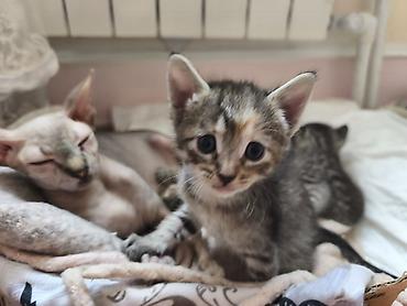 jersey cinsi: Уникальные котята: дети знатной Сфинкс и гордого уличного кавалера! ❤️ — 4
