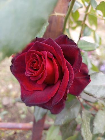 Продажа домов: Дача, 60 м², 3 комнаты — 8