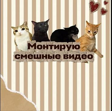 fre fire: 🎬 Смонтирую для вас качественное и интересное видео! Цены💸: • Короткие — 1