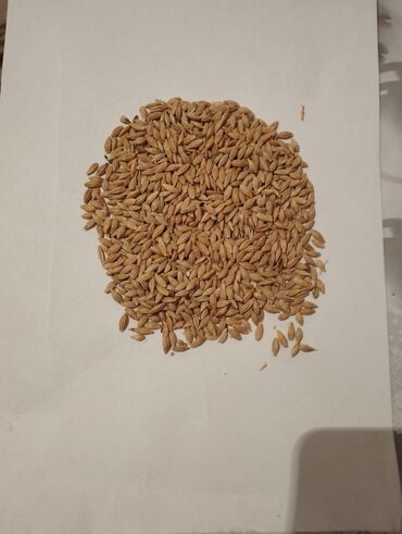 семена ячменя в кыргызстане: Арпа. Ячмень. 
сорт. Таубот. 
1га.130кг
чистый семена