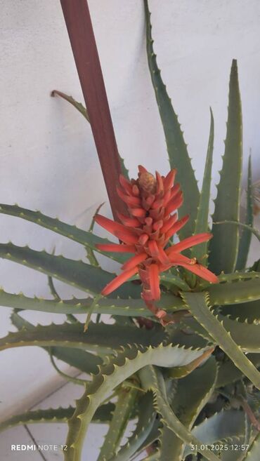 qab gülleri: Aloe gulu