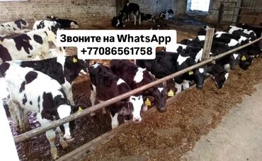 Коровы, быки: Продаю | Корова (самка), Бык (самец), Тёлка | Полукровка, Ангус, Герефорд | На откорм, На забой, Для разведения | Племенные, Осеменитель, Стельные