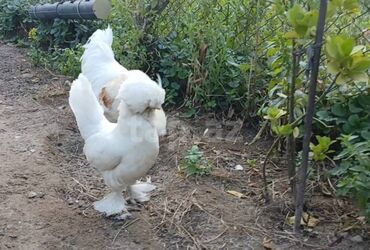 значок хары бюльбюль купить: Sultan toyuq Dekorativ toyuq Şəkildəkinin 4aylığ cütü satılır Yaponka