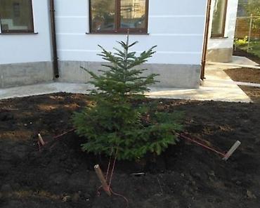 Другие услуги: Услуги посадок Зимой! Елей и Туй. Хвоников одним словом Ландшафтный — 9