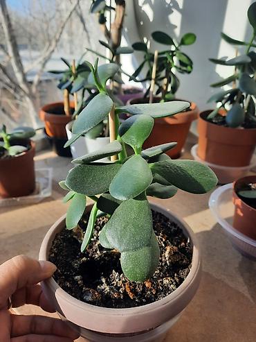 Денежное дерево: Денежное дерево приносит благополучие в дом, где растет, хорошо — 2