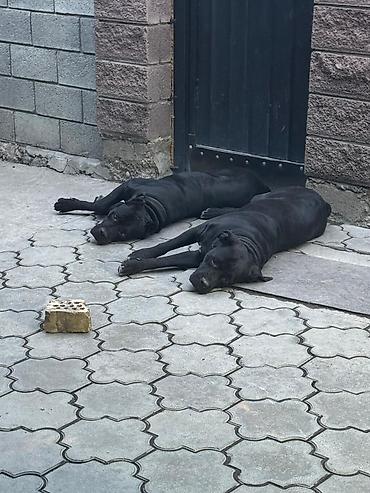 Продажа собак: Кане-корсо, 3 месяца, Самец, С прививкой at lalafo.kg — 10 Продажа собак: Кане-корсо, 3 месяца, Самец, С прививкой — 10