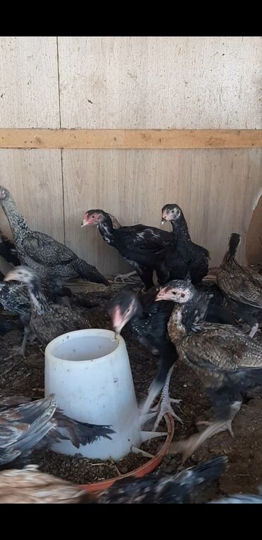 С/х животные и товары: Байцовые цыплята шамо+карейцы+китайцы возраст 2,5-3 месяца цена