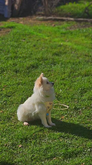 pomeranian boo mini: Şpitz — 3