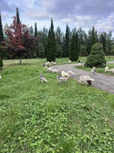 iran coban iti: Məhsul: Hind quşları (türki) Təsvir: - Açıq sahədə sərbəst otlanan