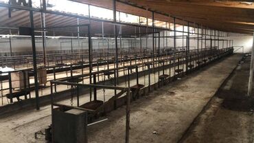 Torpaq sahələrinin satışı: 48 sot, Kənd təsərrüfatı, Makler, Kupça (Çıxarış) — 22