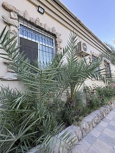 palm: İkisini alana 800manat biri 450Xurma (xurma xurması) dekorativ palma — 2