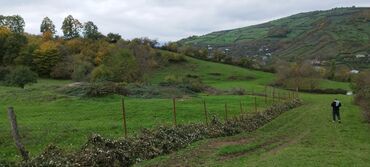 İnformatika: 55 sot, Kənd təsərrüfatı, Maklerlər narahat etməsin, Kupça (Çıxarış)