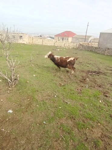 Dana, buzov: 11 aylıq əkəy dana 150 kilo əti var damazlıq yarayır ətdiyə də — 3
