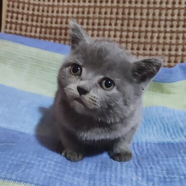 шотландская вислоухая голубая кошка: Кошка даром: Скотиш Страйт (Шотландская прямоухая), 2 месяца, Мальчик, Приучена к лотку, Проглистована