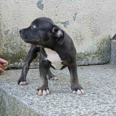 Psi: Američki Buli Poket štenci Prodajem štence rase American Bully Pocket — 8