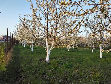 xirdalanda kiraye evleri: 7 sot, Tikinti, Mülkiyyətçi, Kupça (Çıxarış) — 7