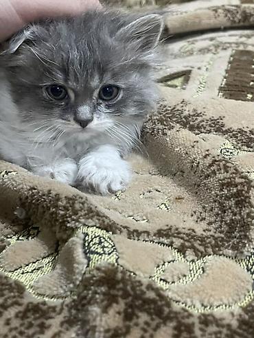 Отдам даром кошку: Г.Бишкек Отдаю котят в хорошие руки (бесплатно). Котятам по 1,5 — 3