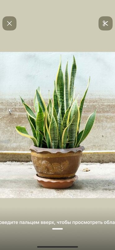 отдам даром помои: Приму в дар комнатные растения