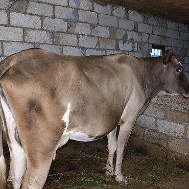 lal ördek balasi: Südlük inək – buzovu ilə birlikdə SATILIR 2ci qarındı erkek balasl — 2
