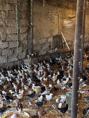 qus iran: 95 günlük xoruzlar və 25 günlük cücələr var isdiyen əlaqə saxlasin — 5
