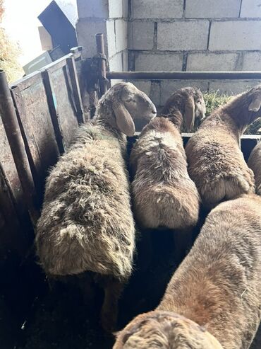 Бараны, овцы: Продаю | Баран (самец) | Эдильбаевская | Для разведения — 1