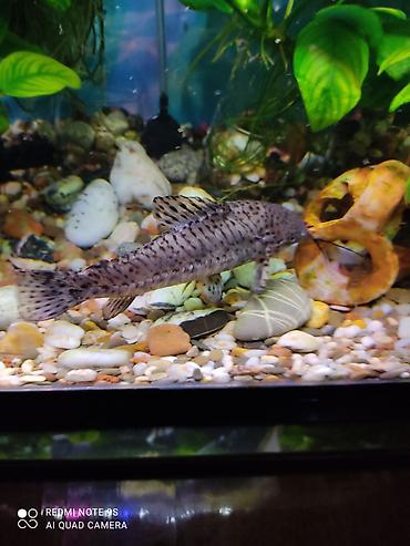 Аквариумы: Аквариум заводской, с крышкой 60 литров, со всеми комплектующими — 8