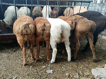 Баран, овца: Продаю | Ягненок at lalafo.kg — 4 Баран, овца: Продаю | Ягненок — 4