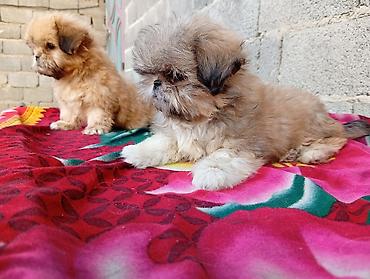 it satisi: Pekines, 2 ay, Erkək, Ödənişli çatdırılma — 1