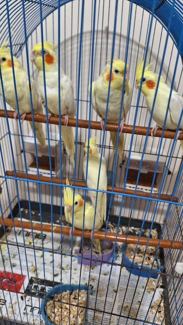 Tutuquşları: Məhsul: Nimfa (Cockatiel) papağanları – sarı/lutino mutasiyası