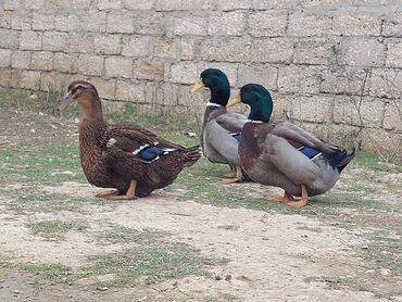 Ördəklər: 1 cüt Orginal Qan Ruan ördəyi tam sağlam aktiv ördəylərdi 6 — 1