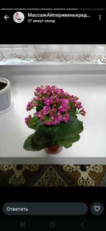 большие комнатные цветы: Комнатные растения в горшках - Каланхоэ Blossfeldiana с махровыми