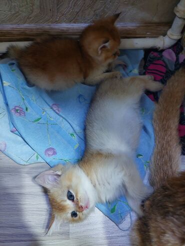 Pişiklər: Qızıl şinşilla, Erkək, Dişi, Yaxşı əllərə, Ünvandan götürmə -da lalafo.az — 9 Pişiklər: Qızıl şinşilla, Erkək, Dişi, Yaxşı əllərə, Ünvandan götürmə — 9