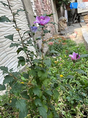 Посуточная аренда комнат: 40 м² — 5