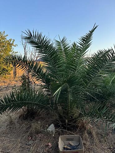 Torpaq: 8 sot, Tikinti, Mülkiyyətçi, Kupça (Çıxarış) — 4