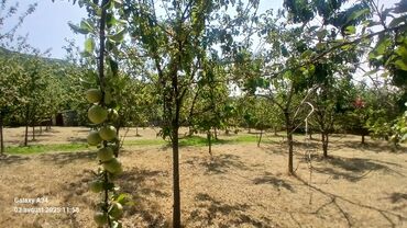 Torpaq sahələrinin satışı: Kənd təsərrüfatı — 6