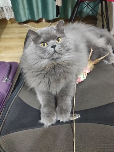 британская кошка кьяра: Кошка даром: Скотиш Страйт (Шотландская прямоухая), Мальчик